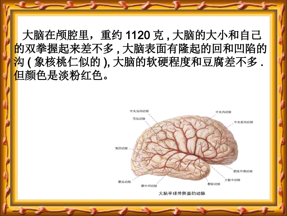教版小学科学五年级下册《大脑》课件2_第3页