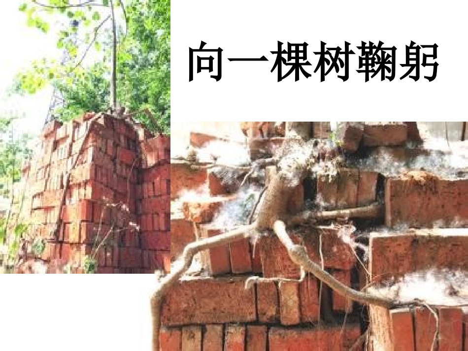 向一棵树鞠躬（阅读理解）_第1页