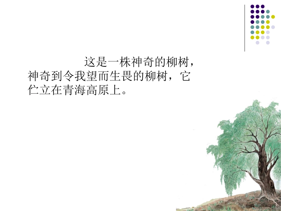 青海高原一株柳PPT课件_第3页