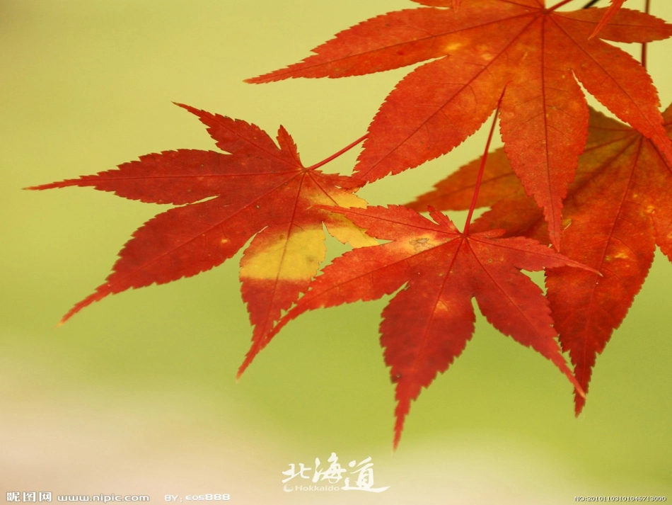 《火红的枫叶》课件_第1页