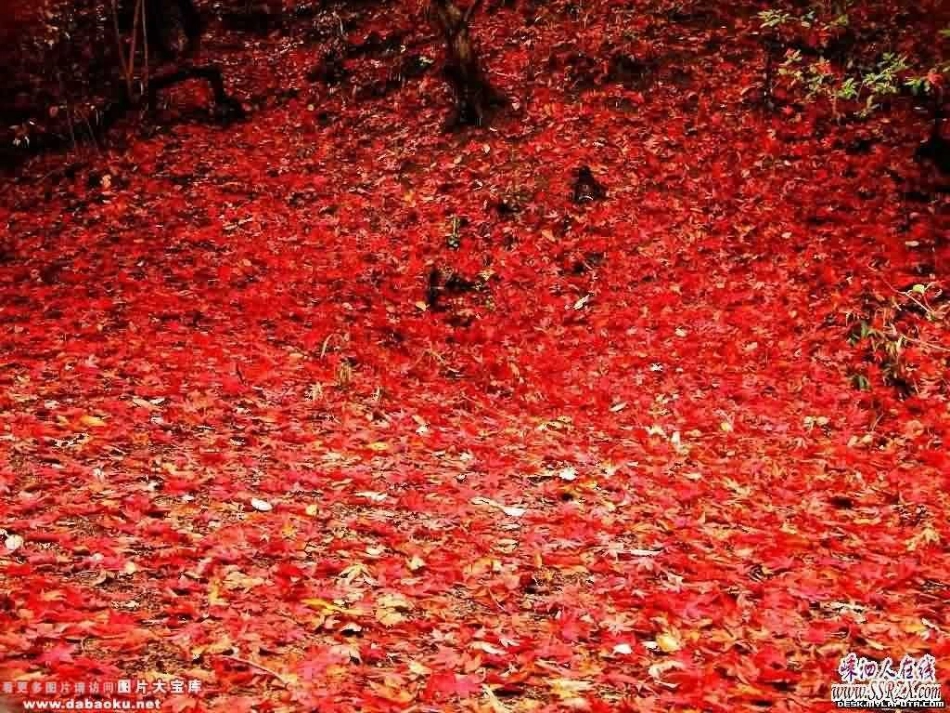 《火红的枫叶》课件_第3页