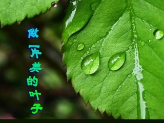 做一片美的叶子 (5)