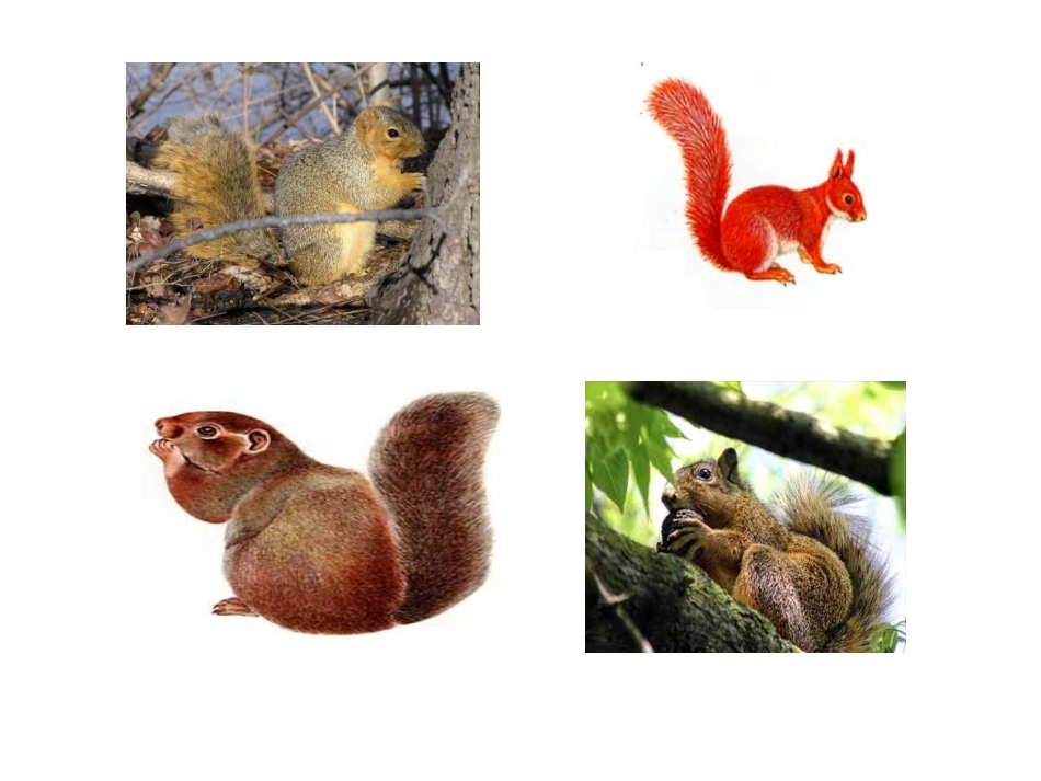 《松鼠》陈征_第2页