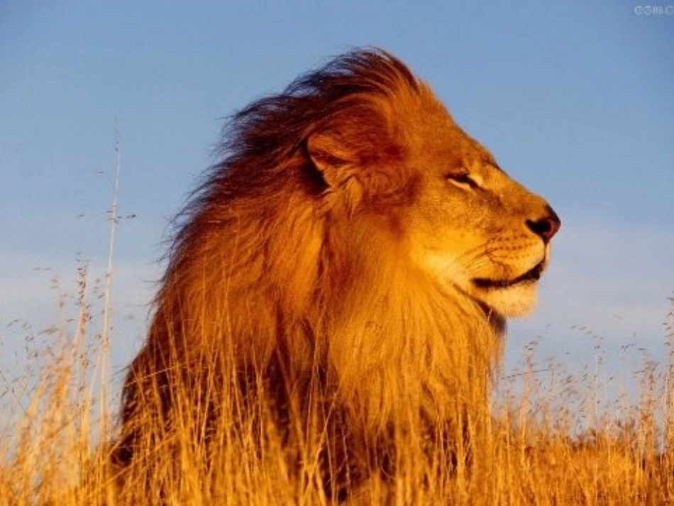 两只小狮子(陈陈）_第2页