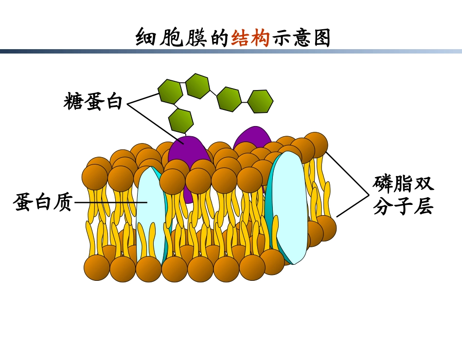 必修4.3《物质跨膜运输的方式》PPT课件_第2页