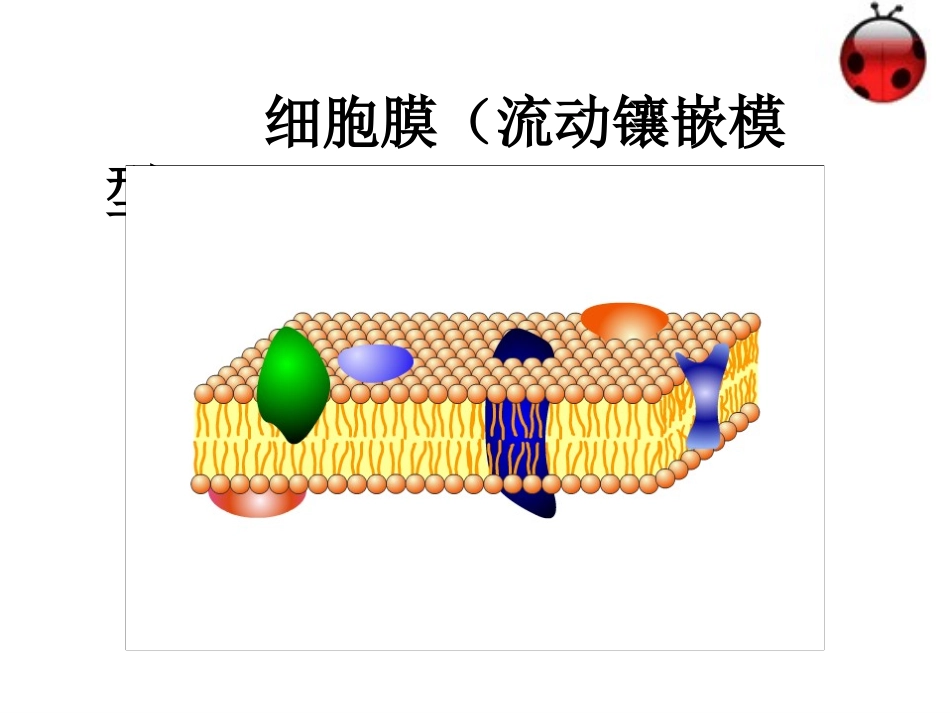 必修4.3《物质跨膜运输的方式》PPT课件_第3页
