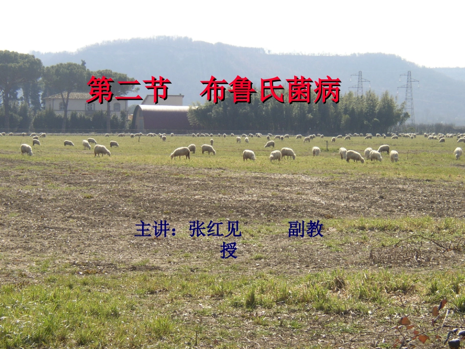 布鲁氏菌病.ppt_第1页