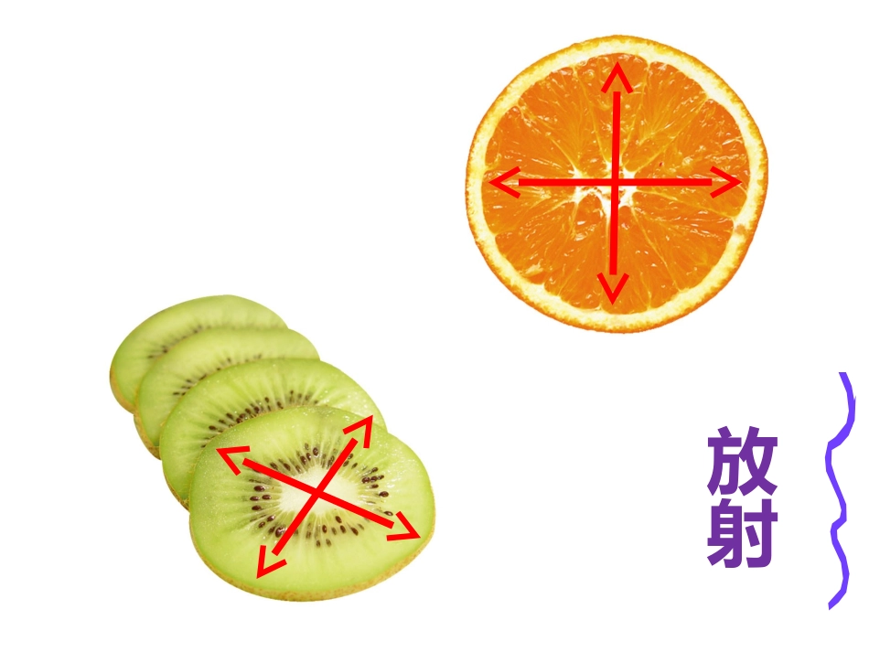 ms蔬果的剖面ppt_第3页