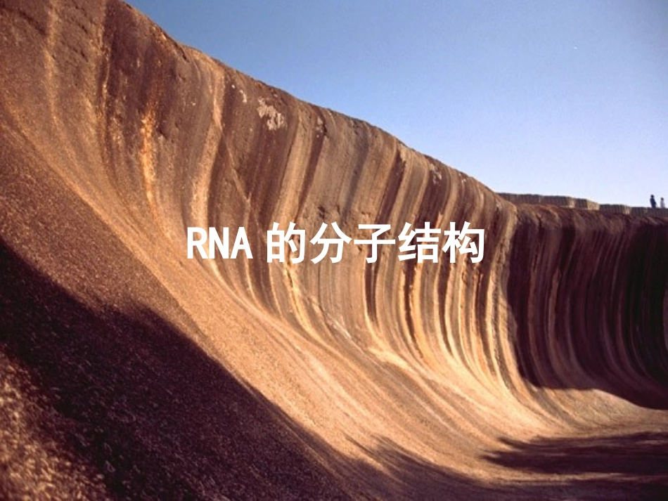 RNA的分子结构_第1页