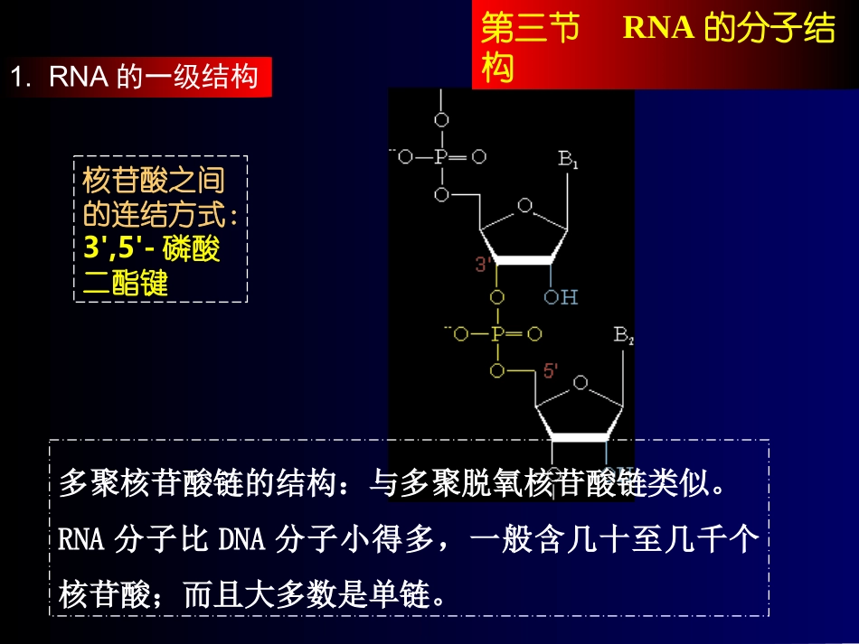 RNA的分子结构_第2页