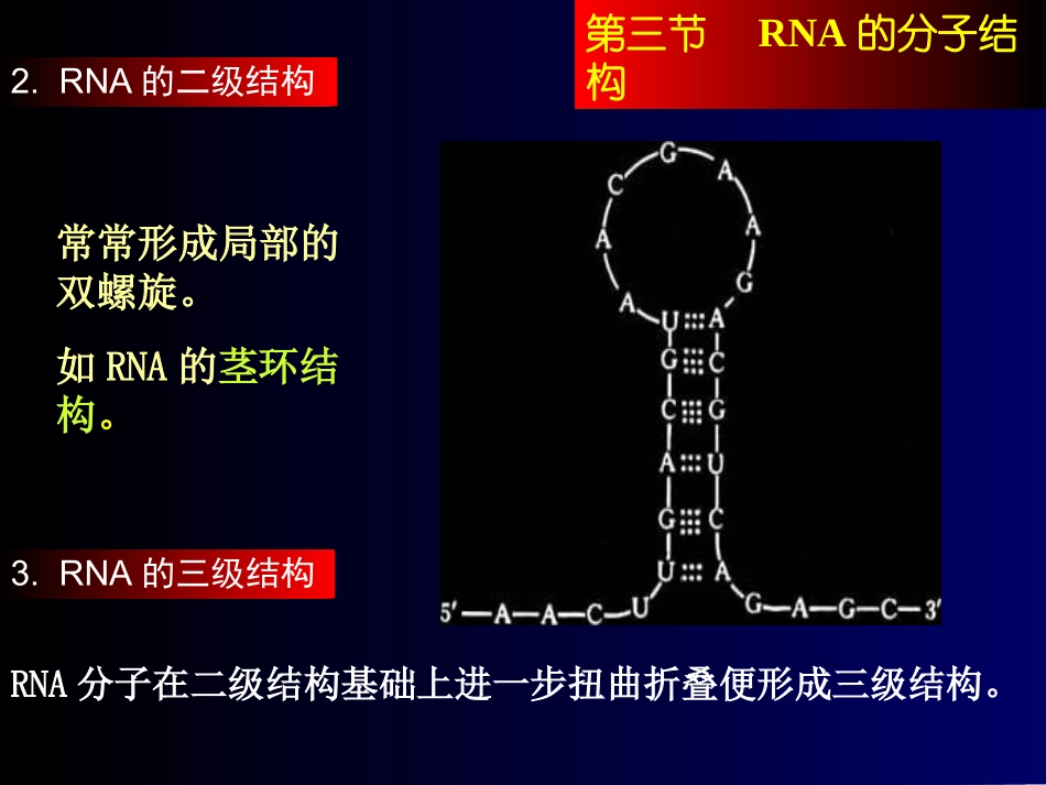RNA的分子结构_第3页