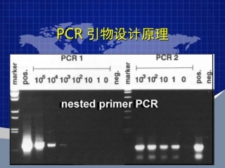 PCR引物设计原理