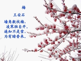 病梅馆记优秀公开课课件