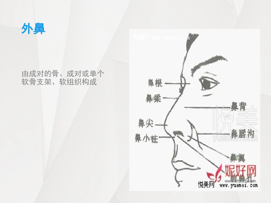 鼻腔的解剖结构_第3页