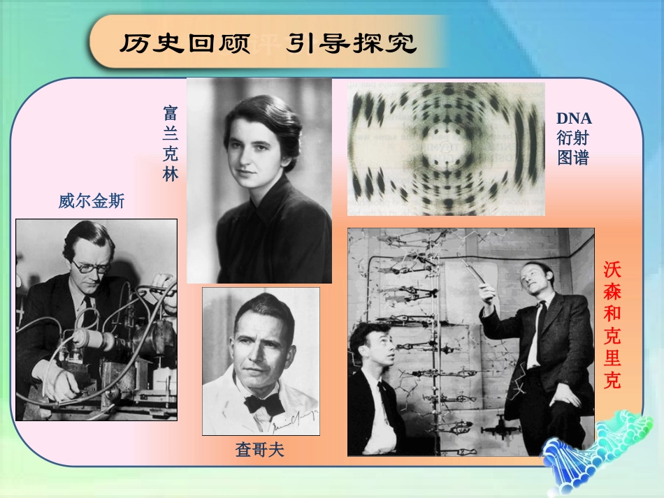 DNA分子的结构优质课课件_第3页