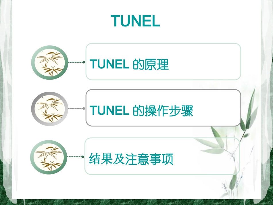 TUNEL法检测细胞凋亡实验原理和方法tunel完成_第2页