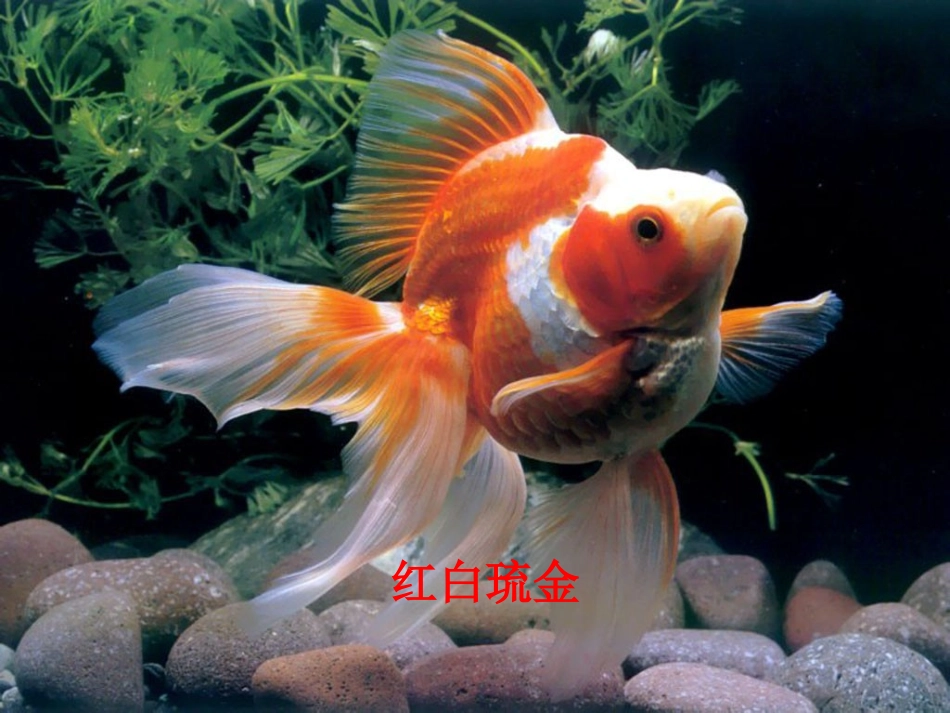 科学三年级上册《金鱼》课件_第3页