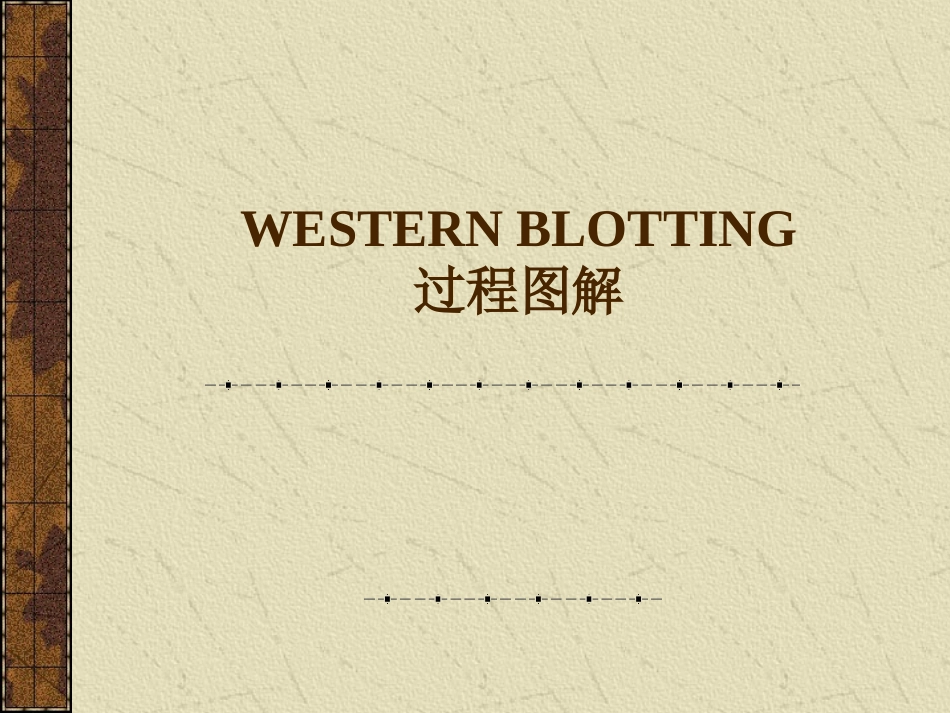 WESTERN BLOT操作步骤图_第1页