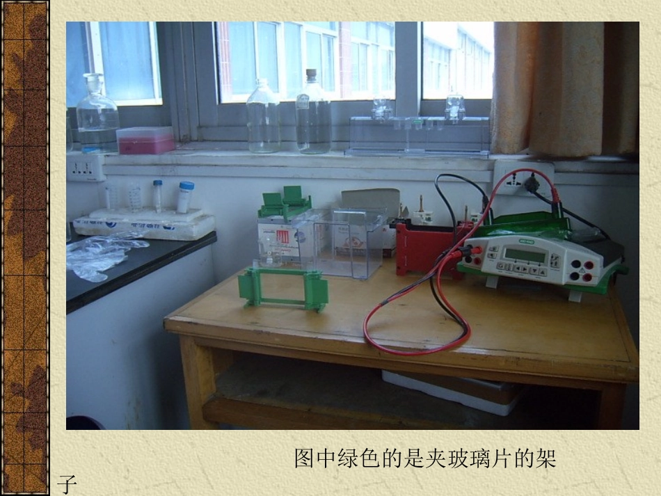 WESTERN BLOT操作步骤图_第2页