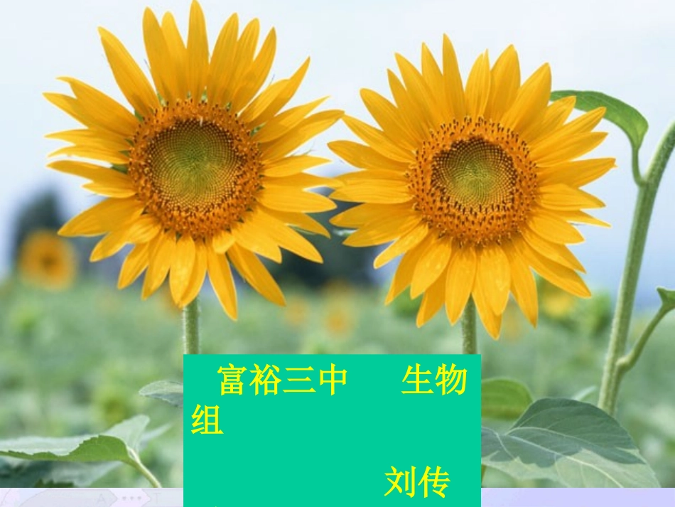 必修二DNA分子结构课件_第1页