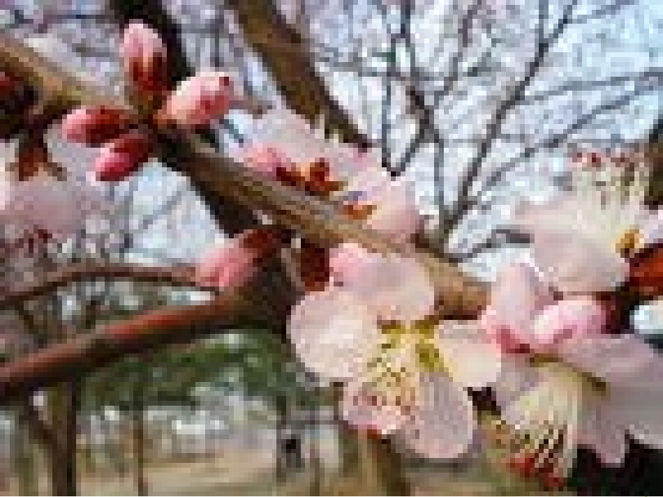 《太阳》课件之一（四年级语文上册课件_第2页