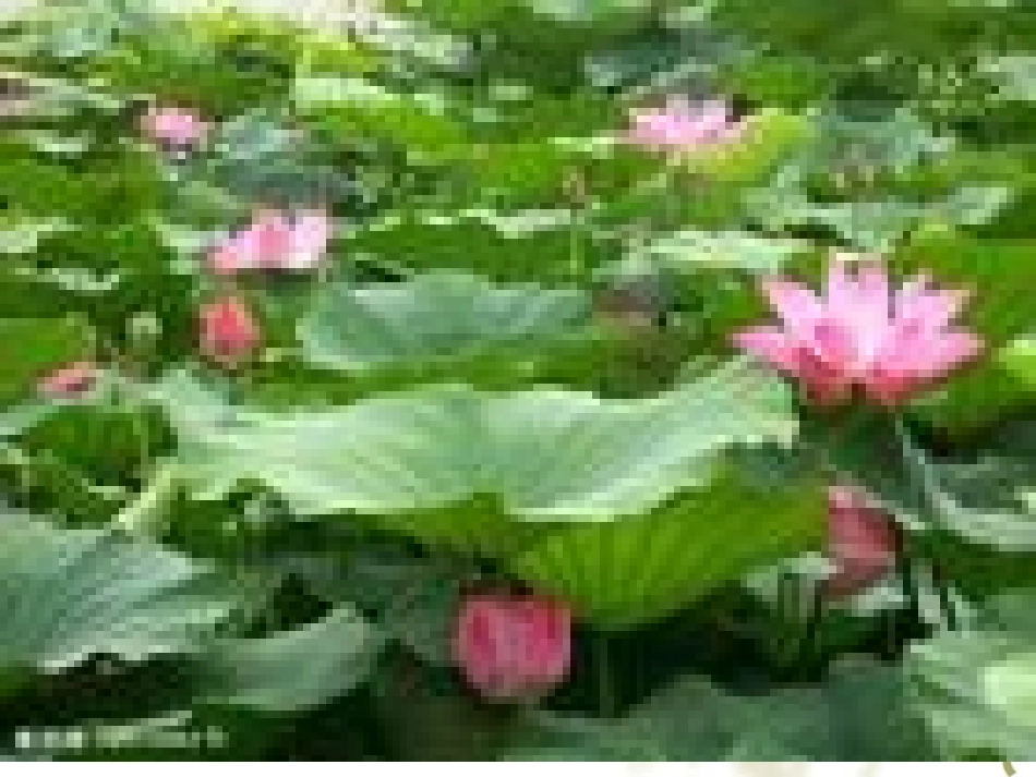 《太阳》课件之一（四年级语文上册课件_第3页