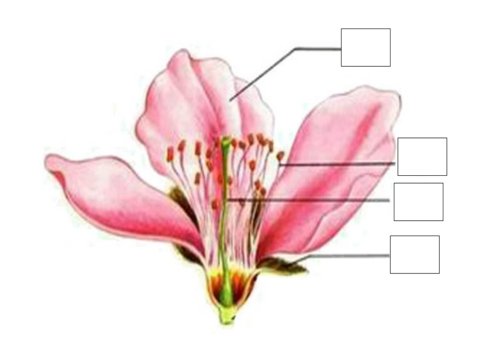 四下科学探究题_第3页