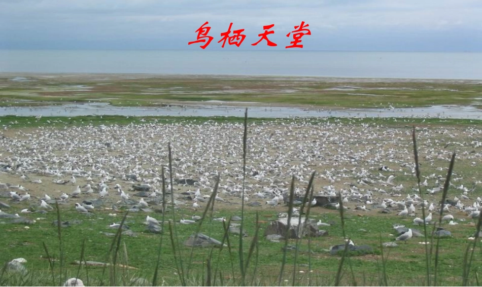 保护秦岭生态环境主题班会PPT课件_第2页