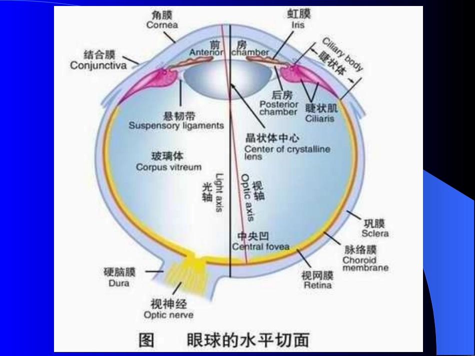 玻璃体病(临床)_第3页