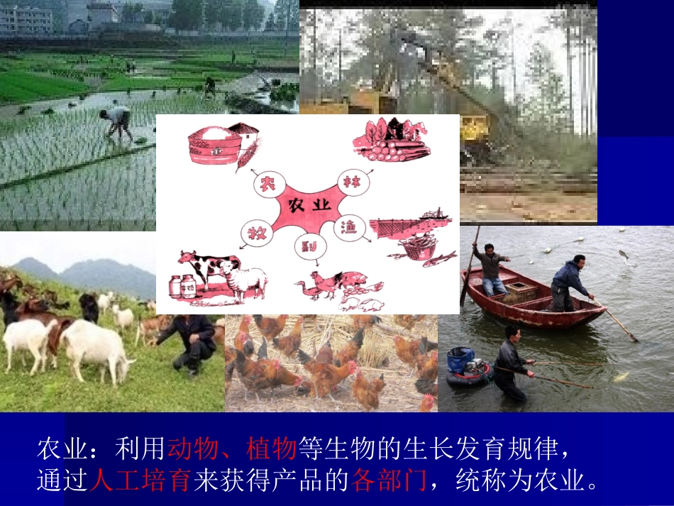 八年级地理上册《农业》课件(34张ppt)_第3页