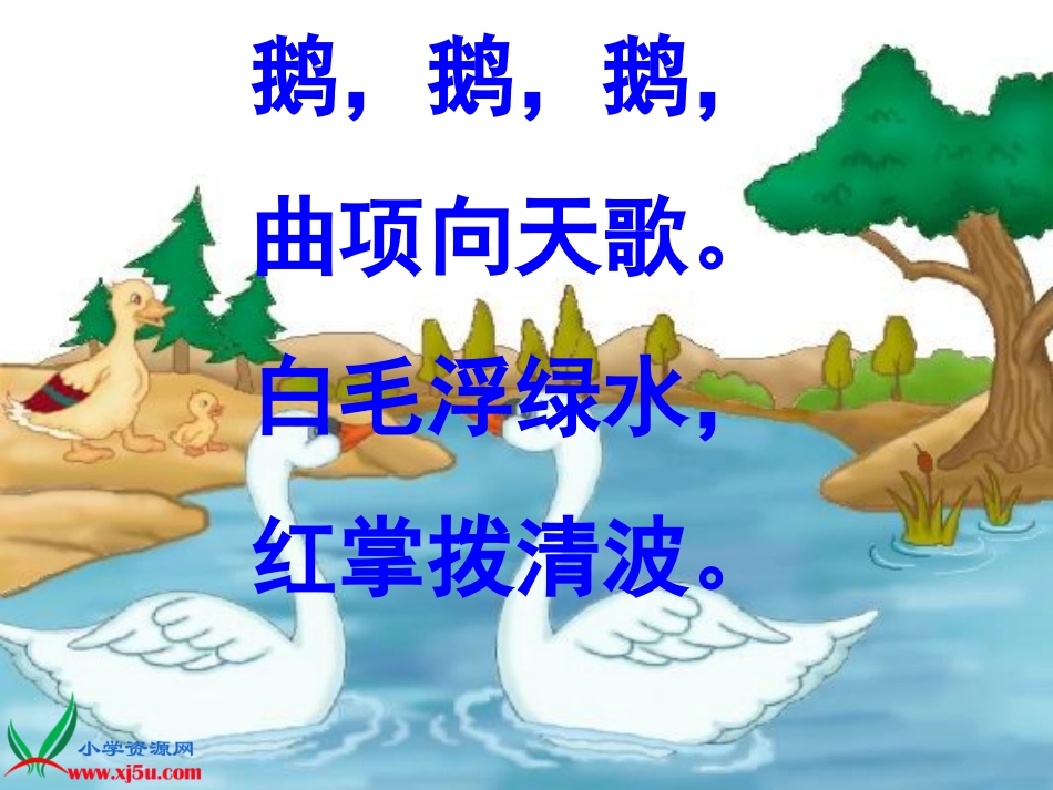 《白鹅》讲课_第1页