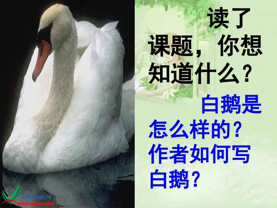 《白鹅》讲课_第3页