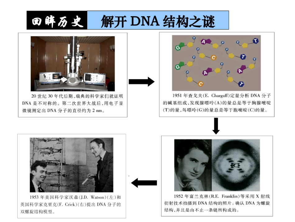 DNA分子结构_第3页