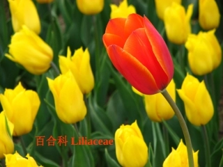 百合科植物大全