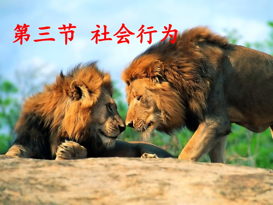 八年级生物社会行为课件_第1页