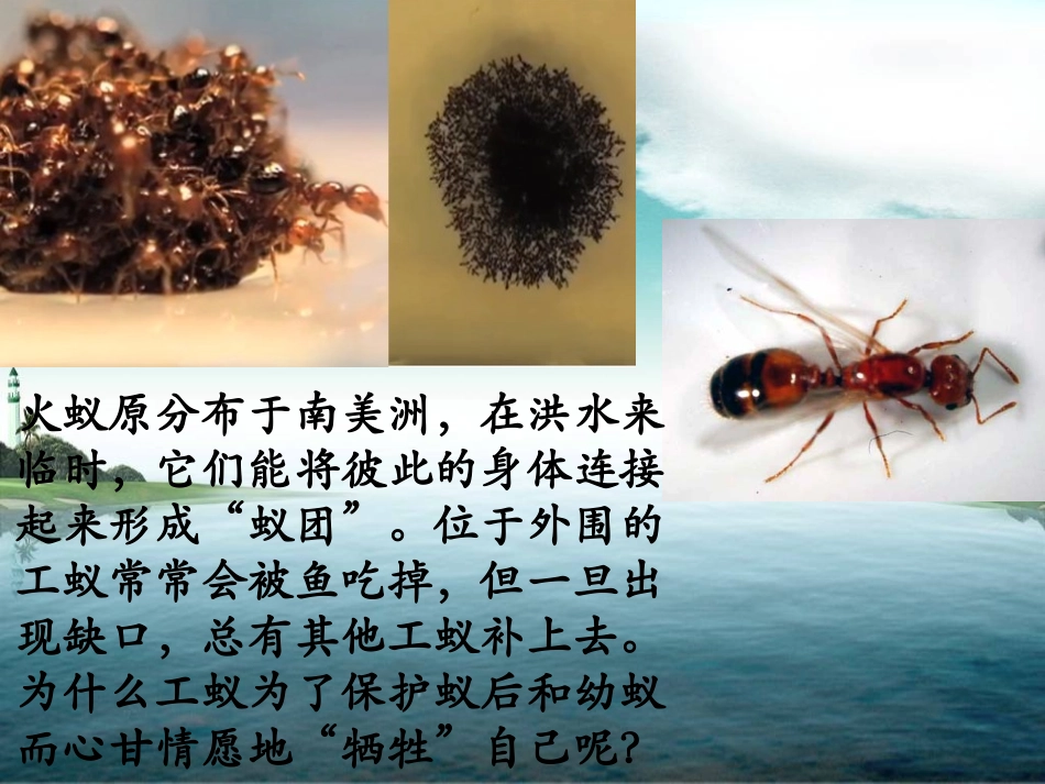 八年级生物社会行为课件_第2页