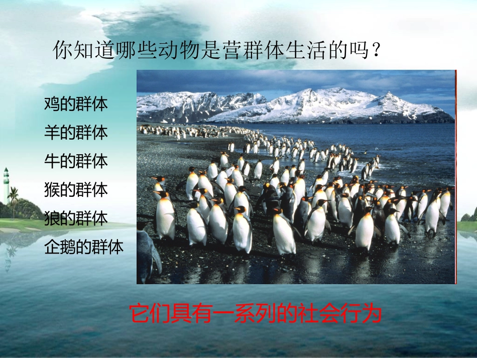 八年级生物社会行为课件_第3页