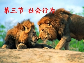 八年级生物社会行为课件