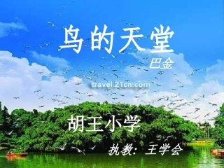 《鸟的天堂》