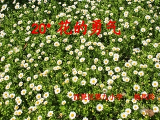 《花的勇气》课件