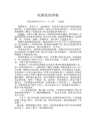 杜鹃花的养殖