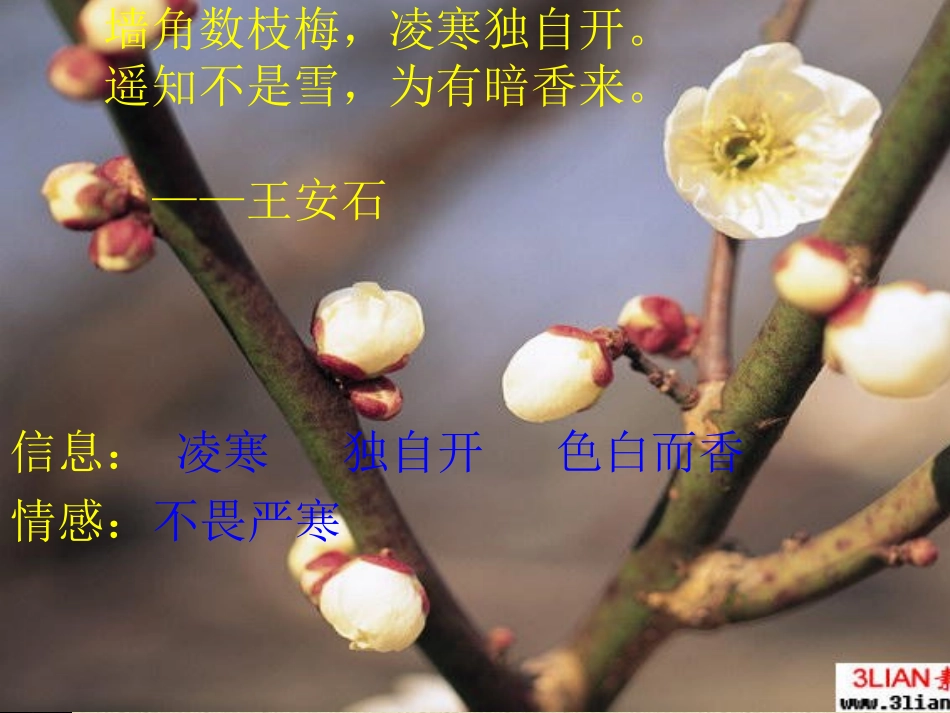 诗词鉴赏-梅花_第3页