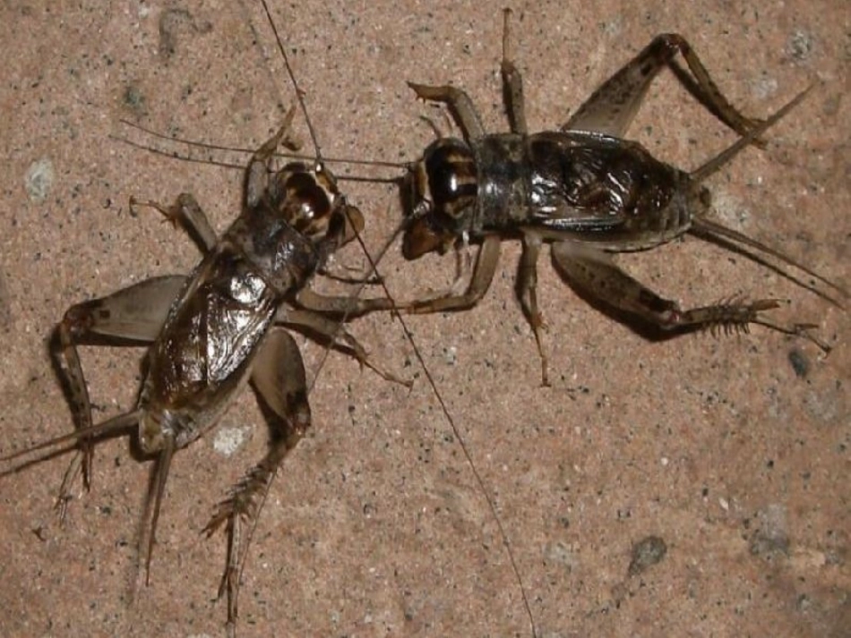 使用外国诗两首_第3页