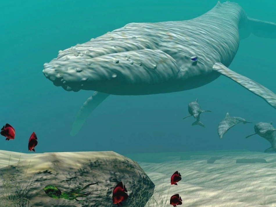 《鲸》演示文稿_第3页