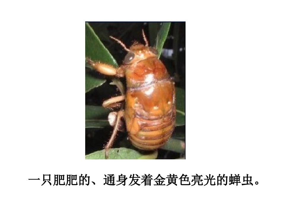 金蝉脱壳课件_第3页