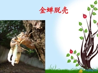 金蝉脱壳课件