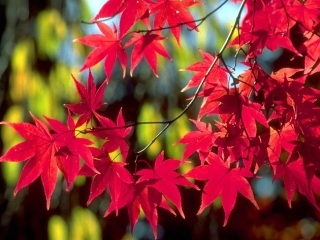 火红的枫叶课件