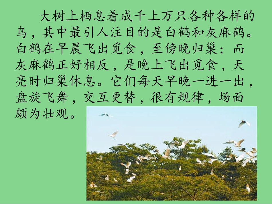 鸟的天堂课件_第3页
