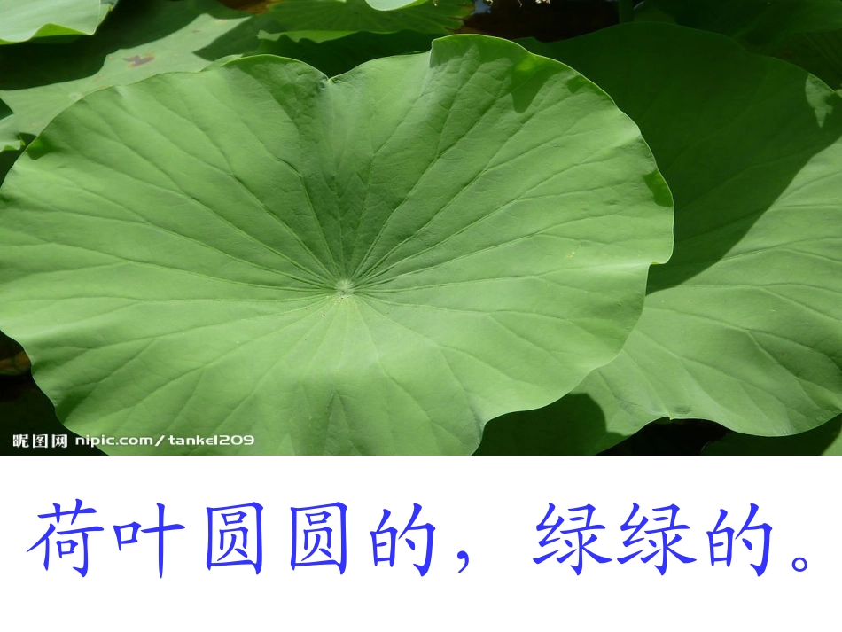 李丽华荷叶圆圆_第1页