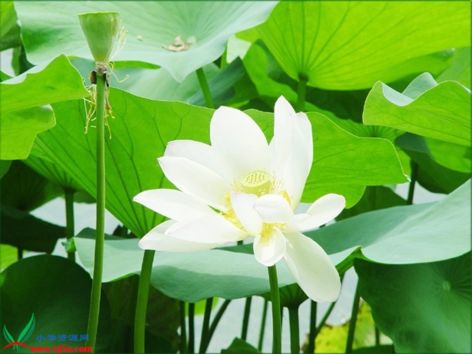 《荷花》PPT之一课件(苏教版三年级语文下册课件)_第2页